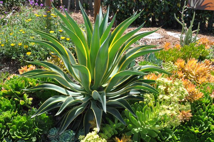 Agave desmetiana 'Variegata'