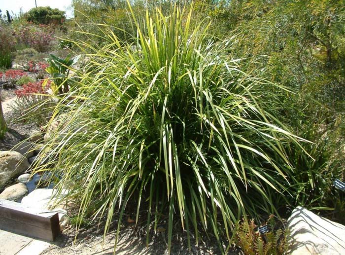 Plant photo of: Dianella tasmanica