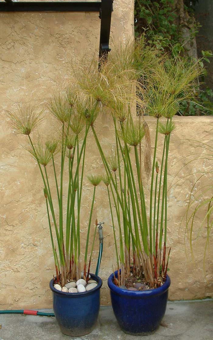 Cyperus papyrus