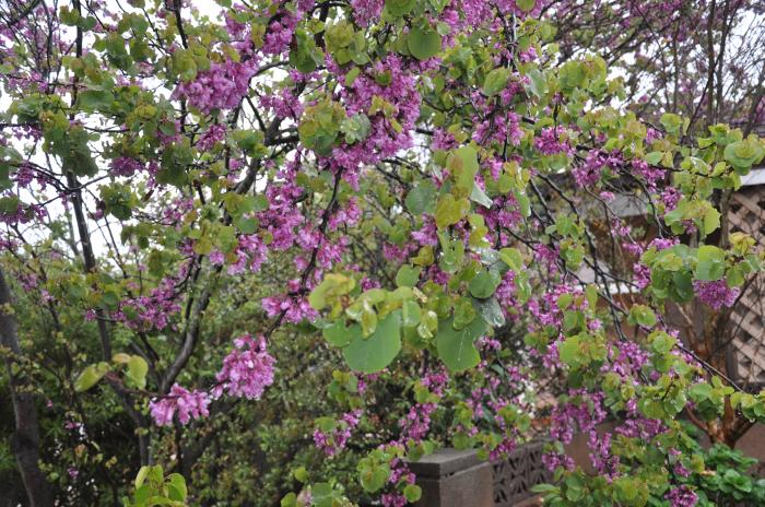 Plant photo of: Cercis occidentalis