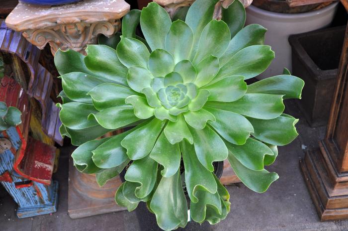 Aeonium undulatum