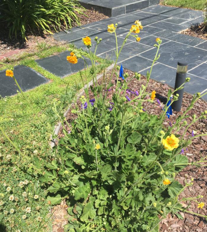 Plant photo of: Geum 'Yellow'