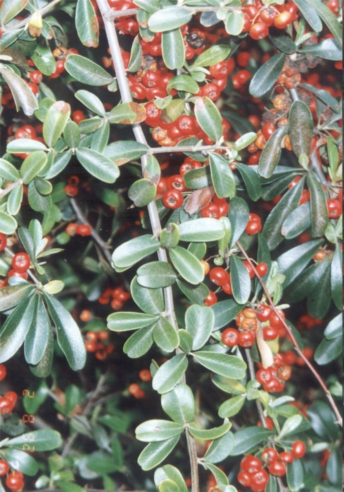 Plant photo of: Pyracantha koidzumii 'Santa Cruz'