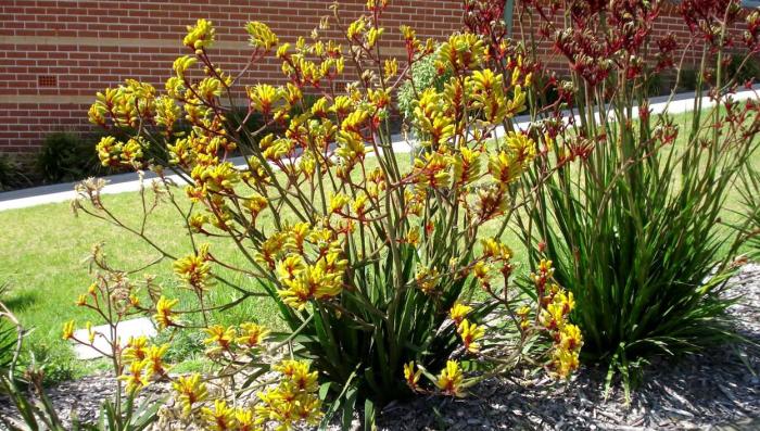 Plant photo of: Anigozanthos flavidus 'Bush Gold'