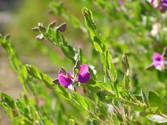 Polygala X dalmaisiana