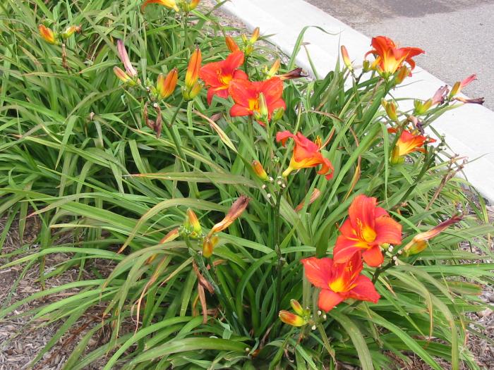 Hemerocallis 'Gingerbread Man'