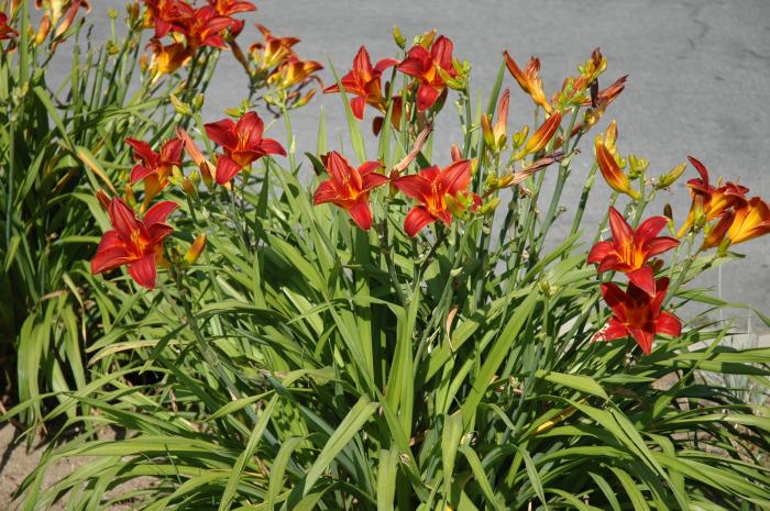 Plant photo of: Hemerocallis 'Gingerbread Man'