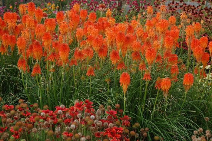 Plant photo of: Kniphofia 'Fire Glow'