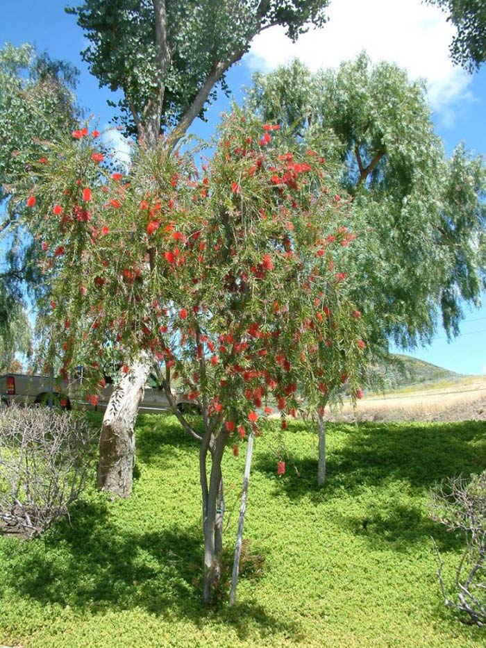 Plant photo of: Callistemon citrinus