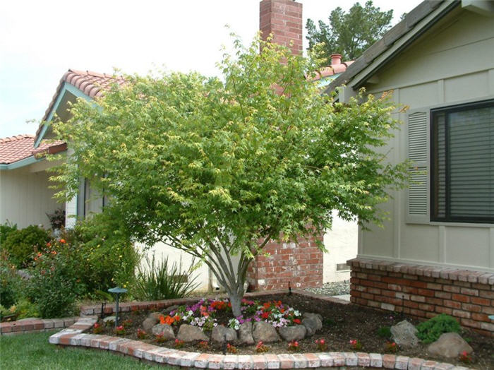 Plant photo of: Acer palmatum