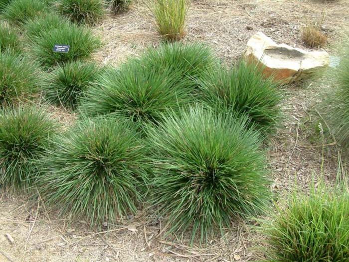 Plant photo of: Deschampsia cespitosa