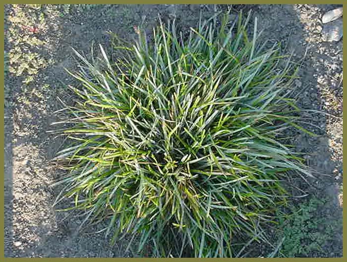 Plant photo of: Sesleria caerulea