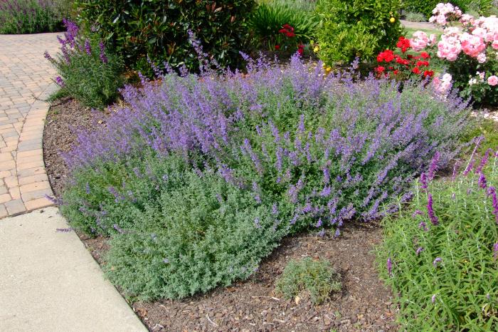 Nepeta X faassenii 'Dropmore'