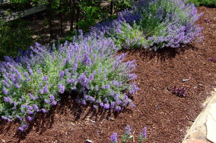 Plant photo of: Nepeta X faassenii 'Dropmore'