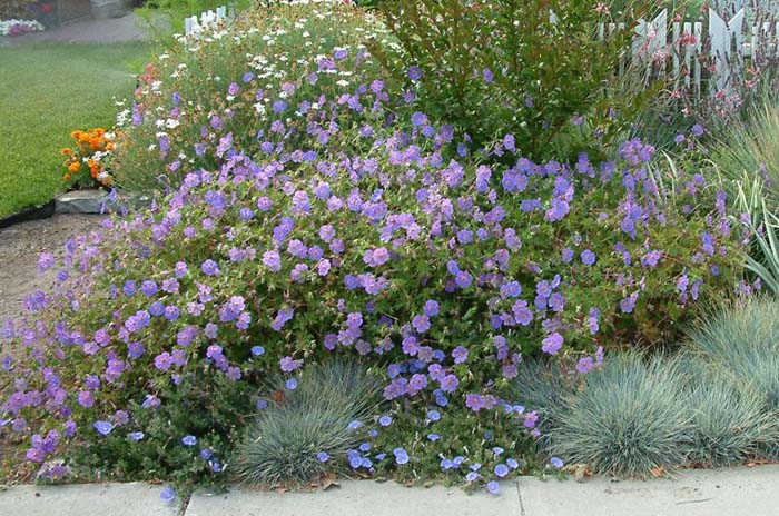 Plant photo of: Geranium 'Rozanne'