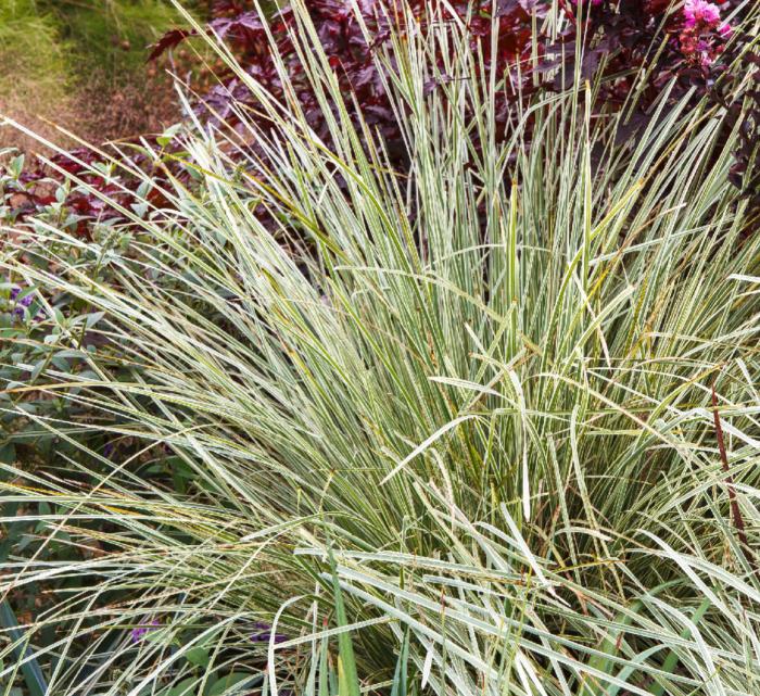 Plant photo of: Lomandra 'Platinum Beauty'