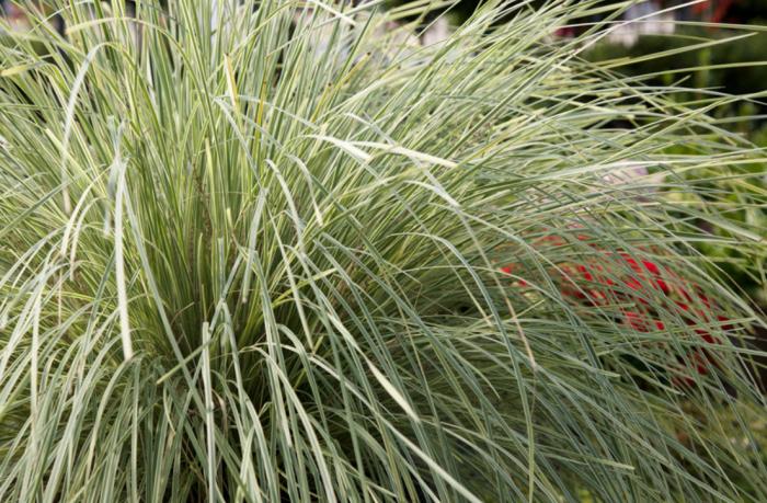 Plant photo of: Lomandra 'Platinum Beauty'