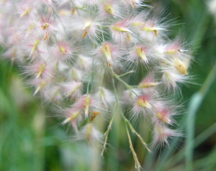 Plant photo of: Melinis nerviglumis