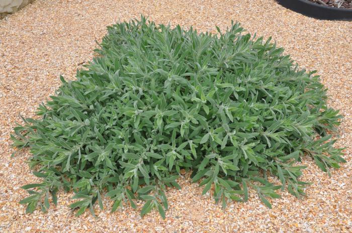 Plant photo of: Epilobium californica 'Everett's Choice'