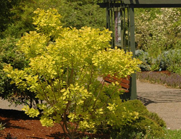 Cotinus coggygria 'Golden Spirit'