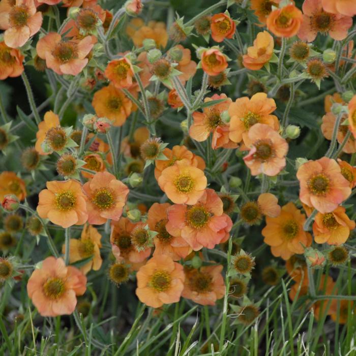 Plant photo of: Geum 'Totally Tangerine'