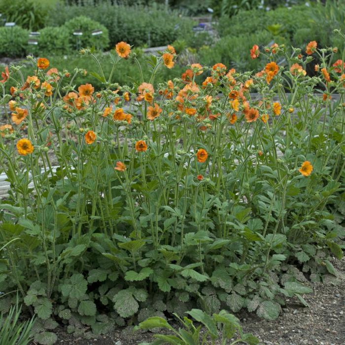 Plant photo of: Geum 'Totally Tangerine'