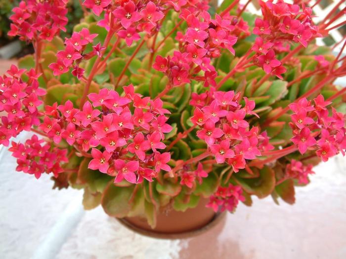 Plant photo of: Kalanchoe blossfeldiana