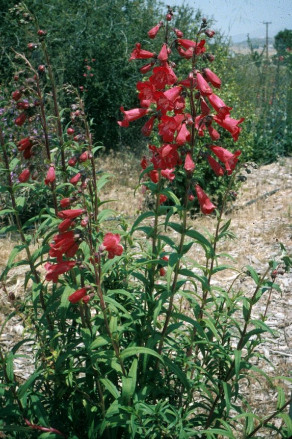 Penstemon 'Firebird'