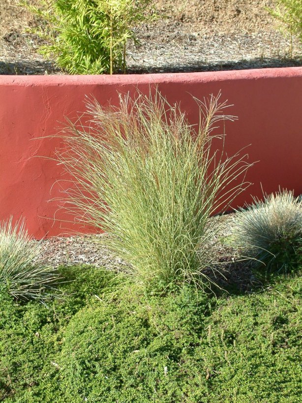 Plant photo of: Miscanthus sinensis 'Morning Light'