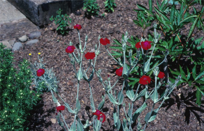 Lychnis coronaria