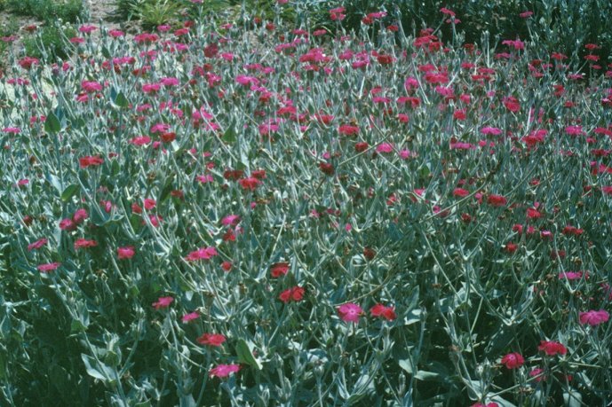 Plant photo of: Lychnis coronaria