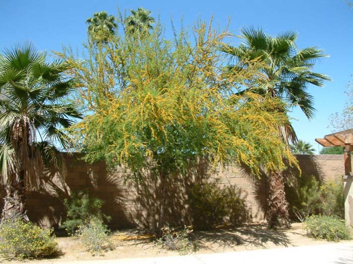 Acacia farnesiana