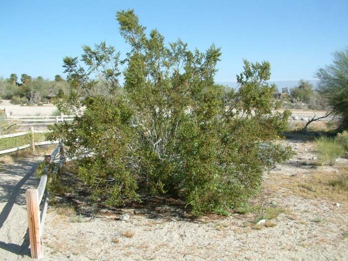 Larrea tridentata