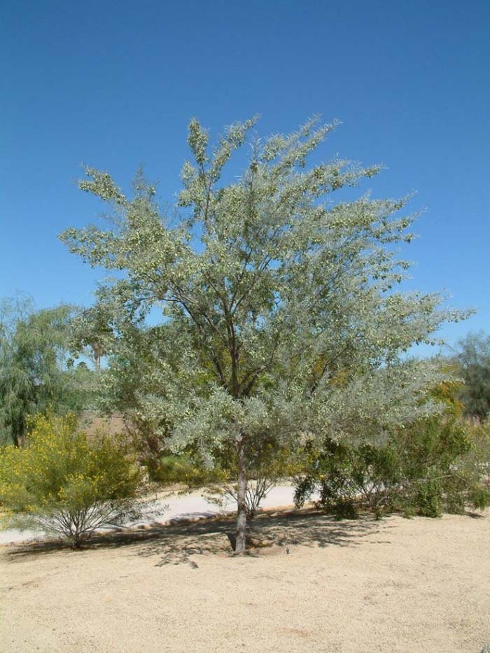 Acacia aneura