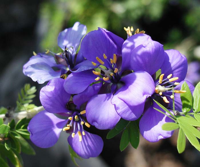 Guaiacum coulteri