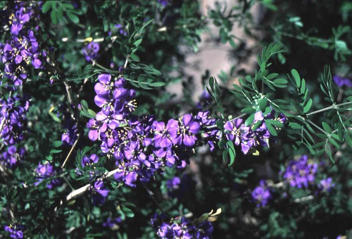 Plant photo of: Guaiacum coulteri