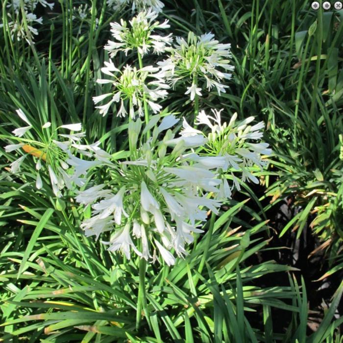 Agapanthus 'Peter Pan White'