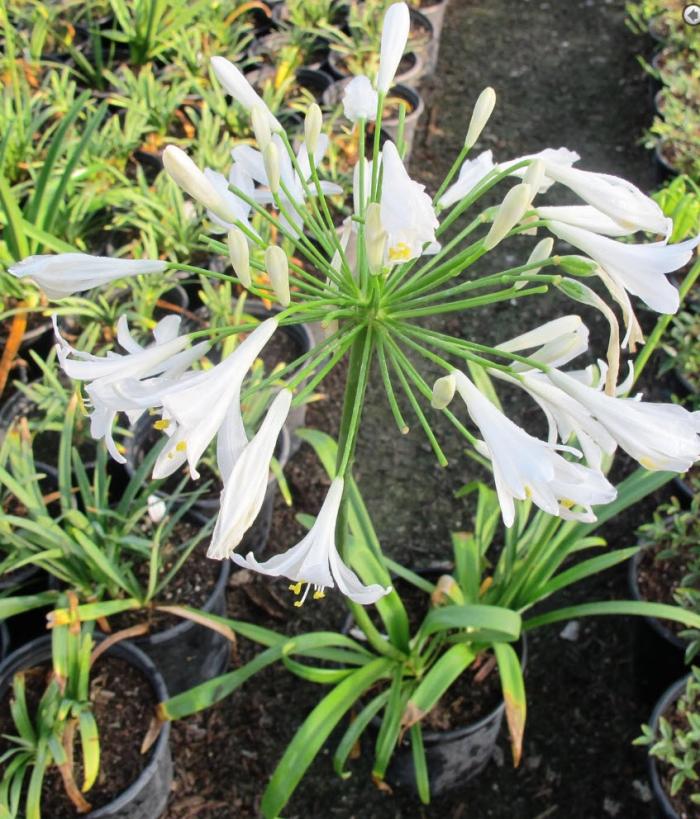 Plant photo of: Agapanthus 'Peter Pan White'