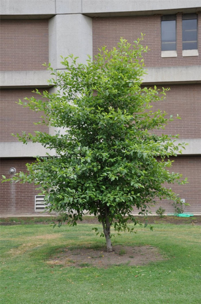 Alnus rhombifolia