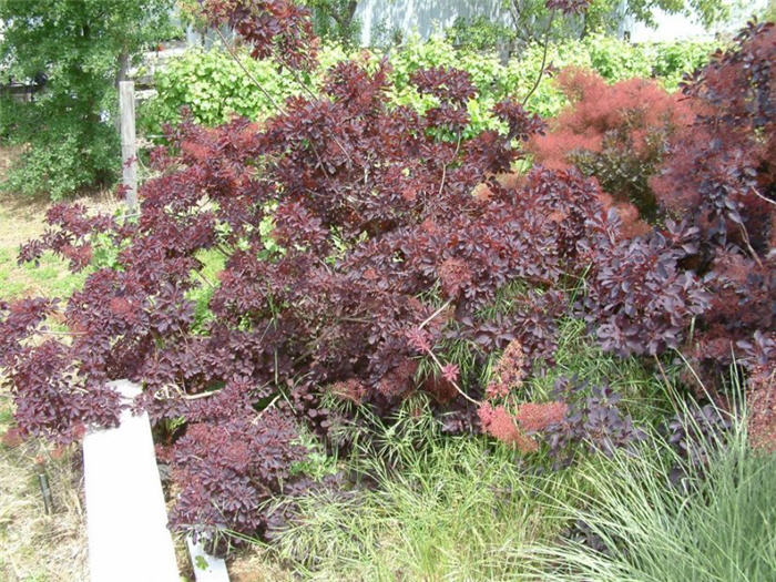 Cotinus coggygria 'Royal Purple'