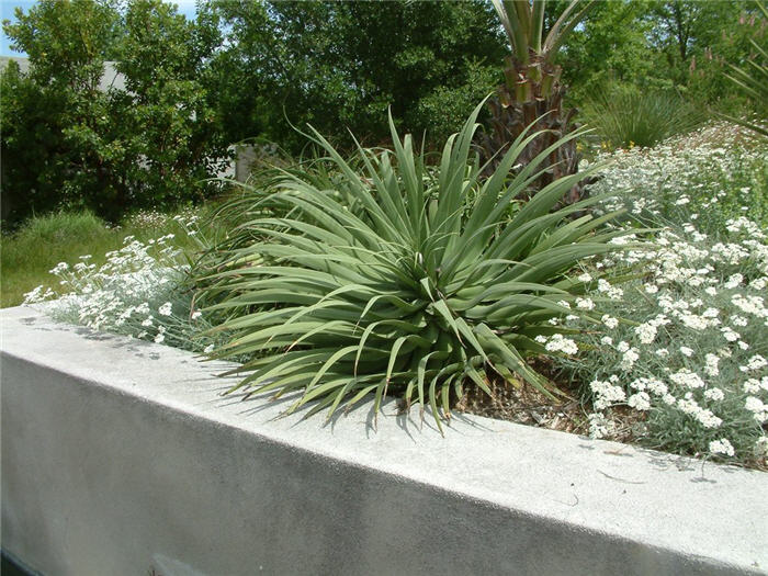 Plant photo of: Agave bracteosa