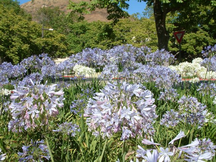 Agapanthus hybrids