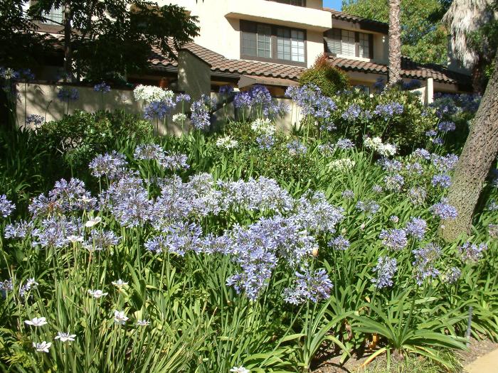 Plant photo of: Agapanthus hybrids