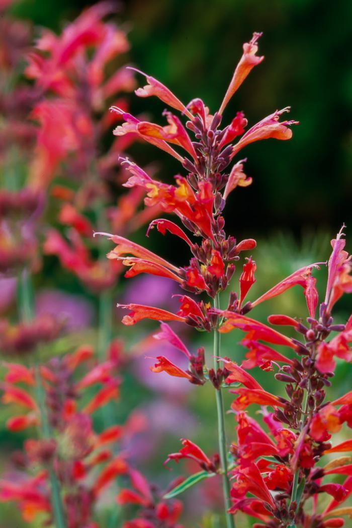 Plant photo of: Agastache rupestris