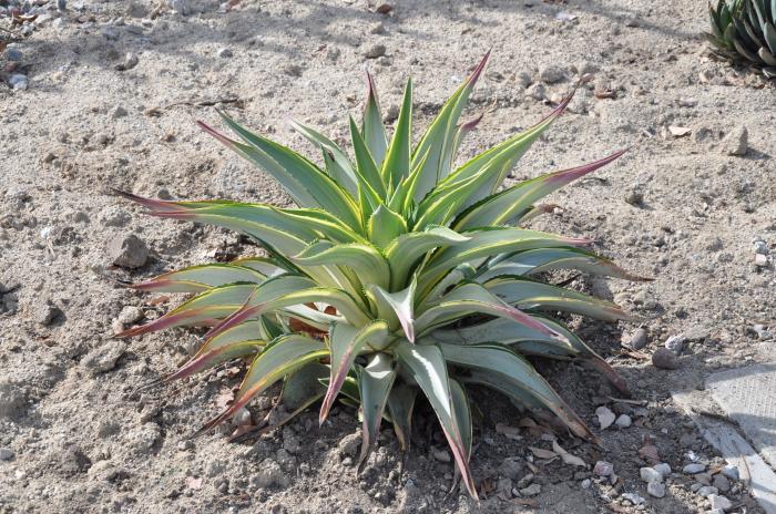 Agave des. 'Joe Hoak'