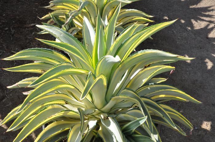 Plant photo of: Agave des. 'Joe Hoak'