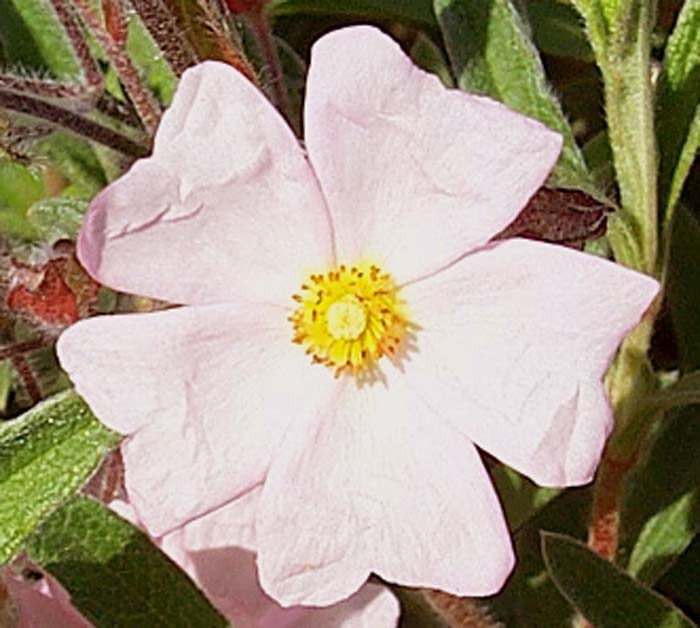 Plant photo of: Cistus skanbergii