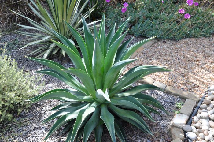 Agave desmetiana