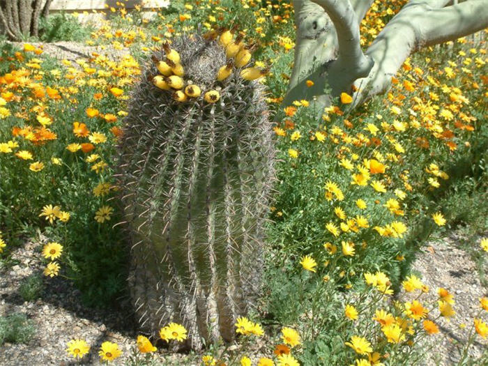 Ferocactus cylindraceus