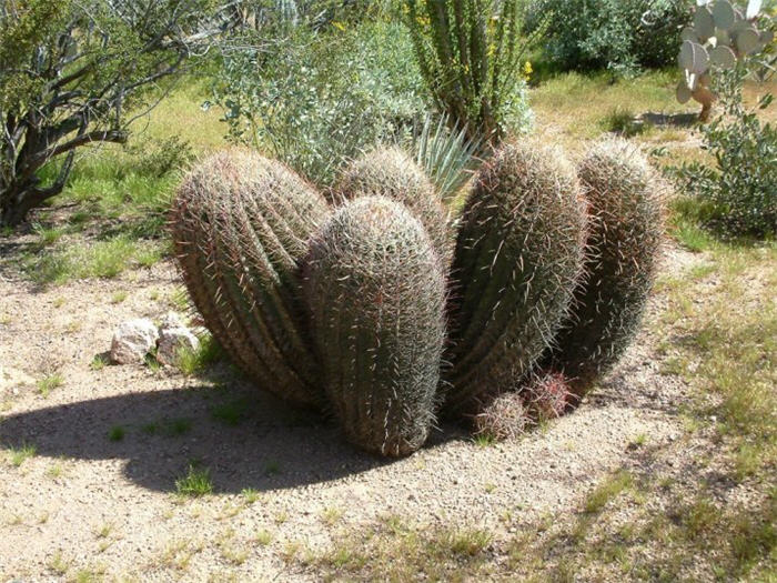 Plant photo of: Ferocactus cylindraceus